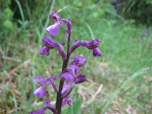 orchis morio